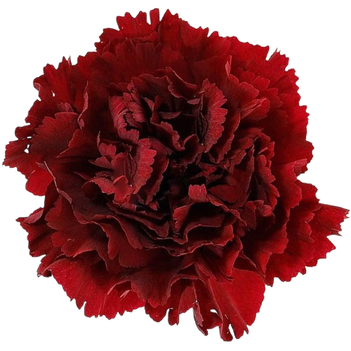 Red Carnation